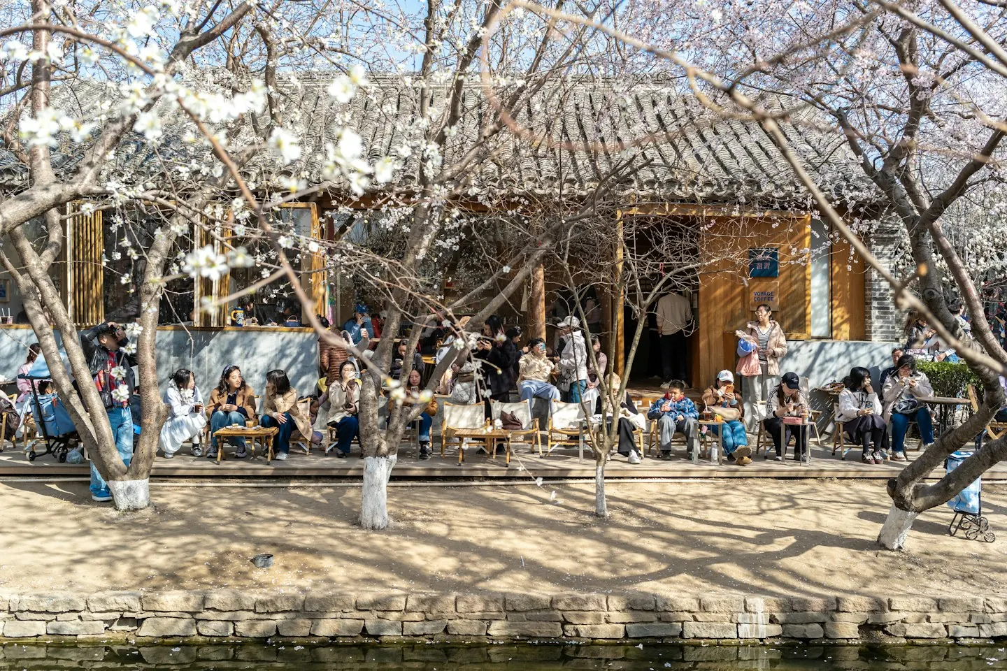People gathering outside a café beneath blooming trees
