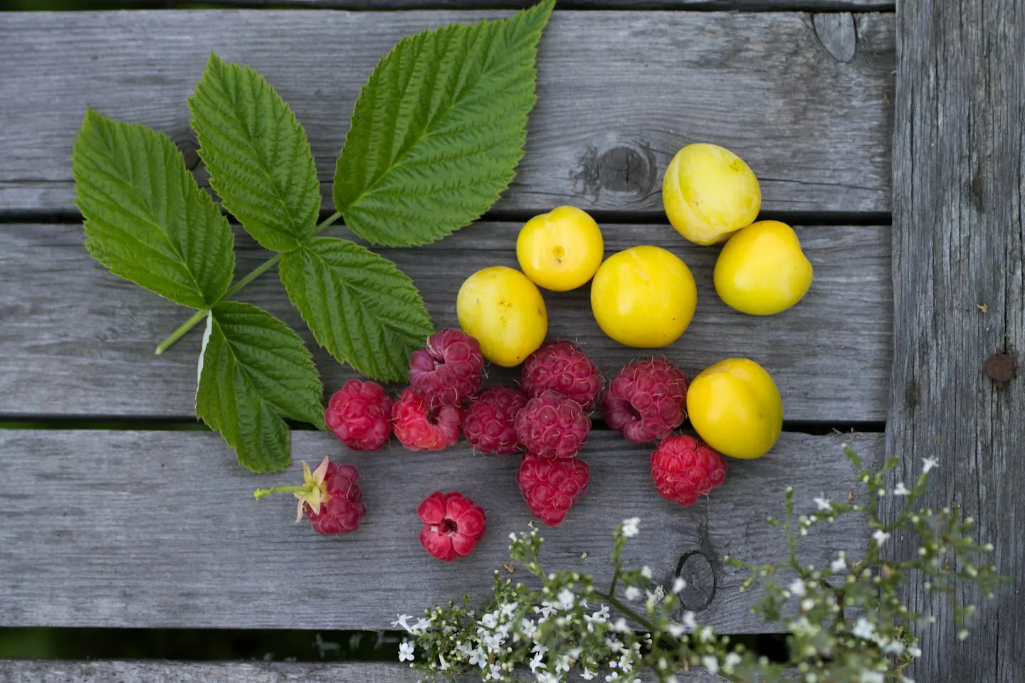 Raspberries and yellow plums with leaves on a wooden surface